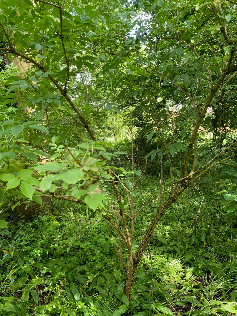 Gewöhnlicher Holunder - Sambucus nigra