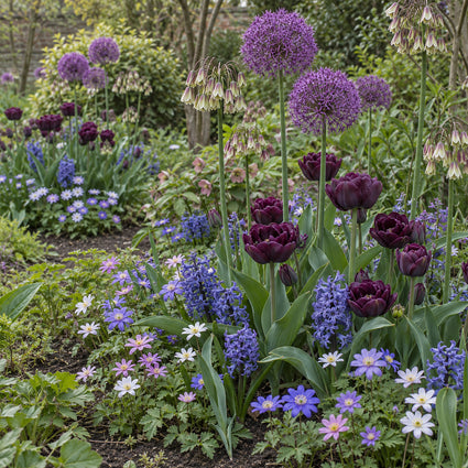 Krokus Botanische Mischfarben – 180 Blumenzwiebeln