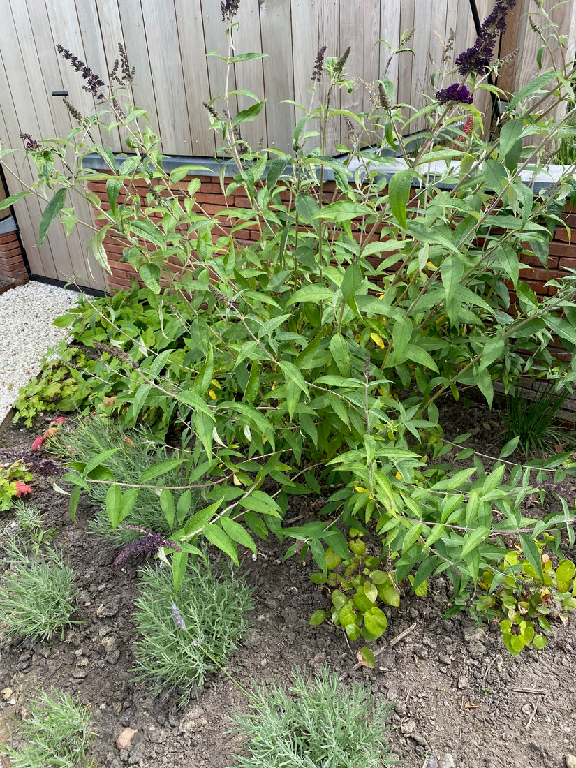 Schmetterlingsstrauch (Dunkelviolett) - Buddleja davidii 'Black Knight'