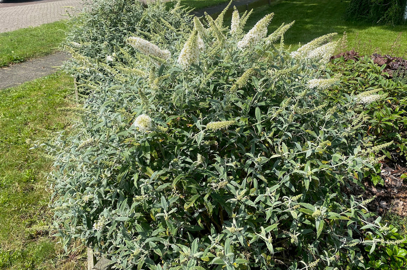 Schmetterlingsstrauch (weiß) - Buddleja davidii 'White Profusion'