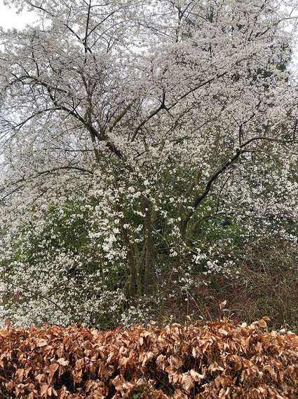 Zierkirsche - Prunus 'The Bride'