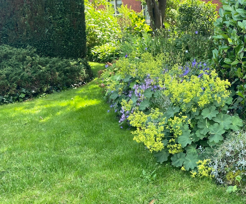 vrouwenmantel alchemilla met klokjesbloem campanula met blauwe bloemen met op achtergrond laurier en ereprijs veronica