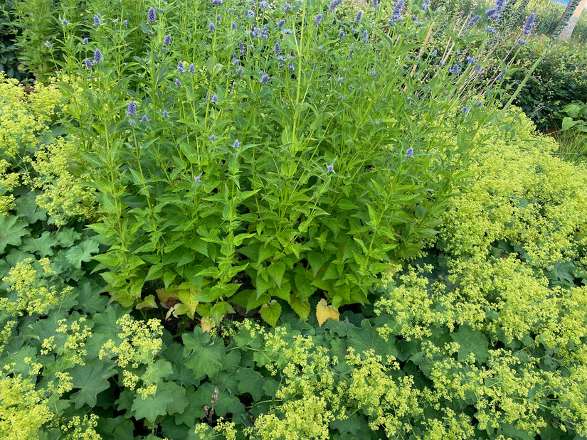 vrouwenmantel met dropplant agastache