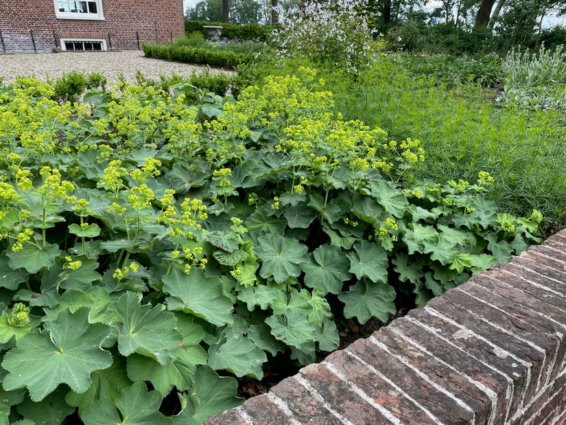 Wunderschöner Frauenmantel – Alchemilla mollis TIPP