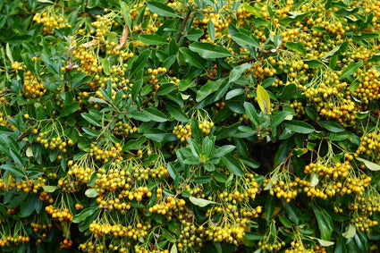 Feuerdorn - Pyracantha 'Soleil d'Or'