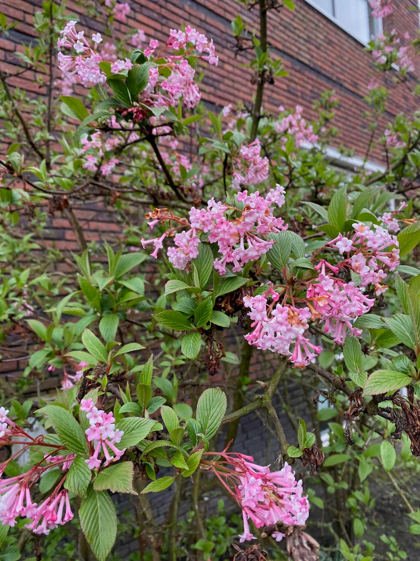 Schneeball - Viburnum x bodnantense 'Dawn'