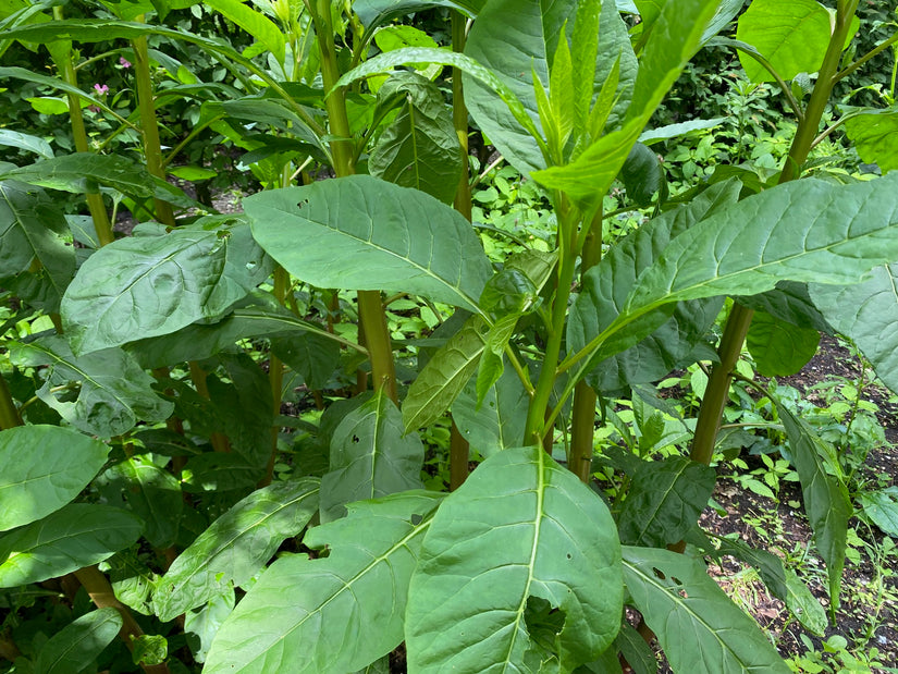 Westliche Kermesbeere - Phytolacca americana