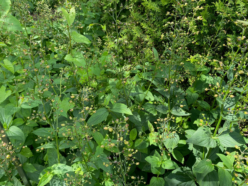 Westliche Kermesbeere - Phytolacca americana