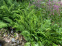 Weiblicher Farn - Athyrium filix-femina