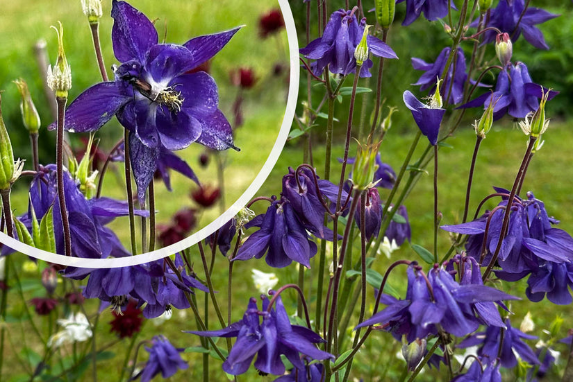 Wilde Akelei (Höhe 70 cm) - Aquilegia vulgaris