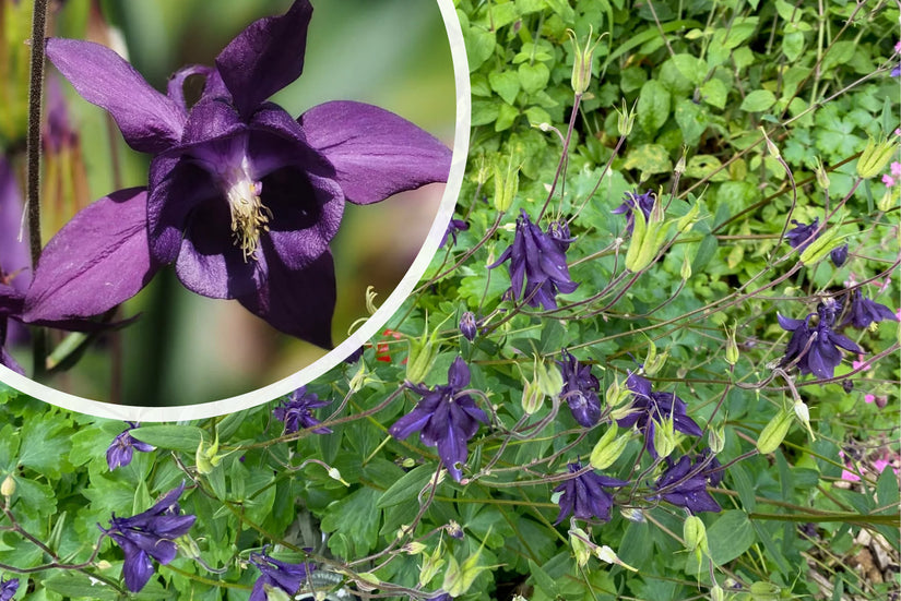 Wilde Akelei - Aquilegia vulgaris