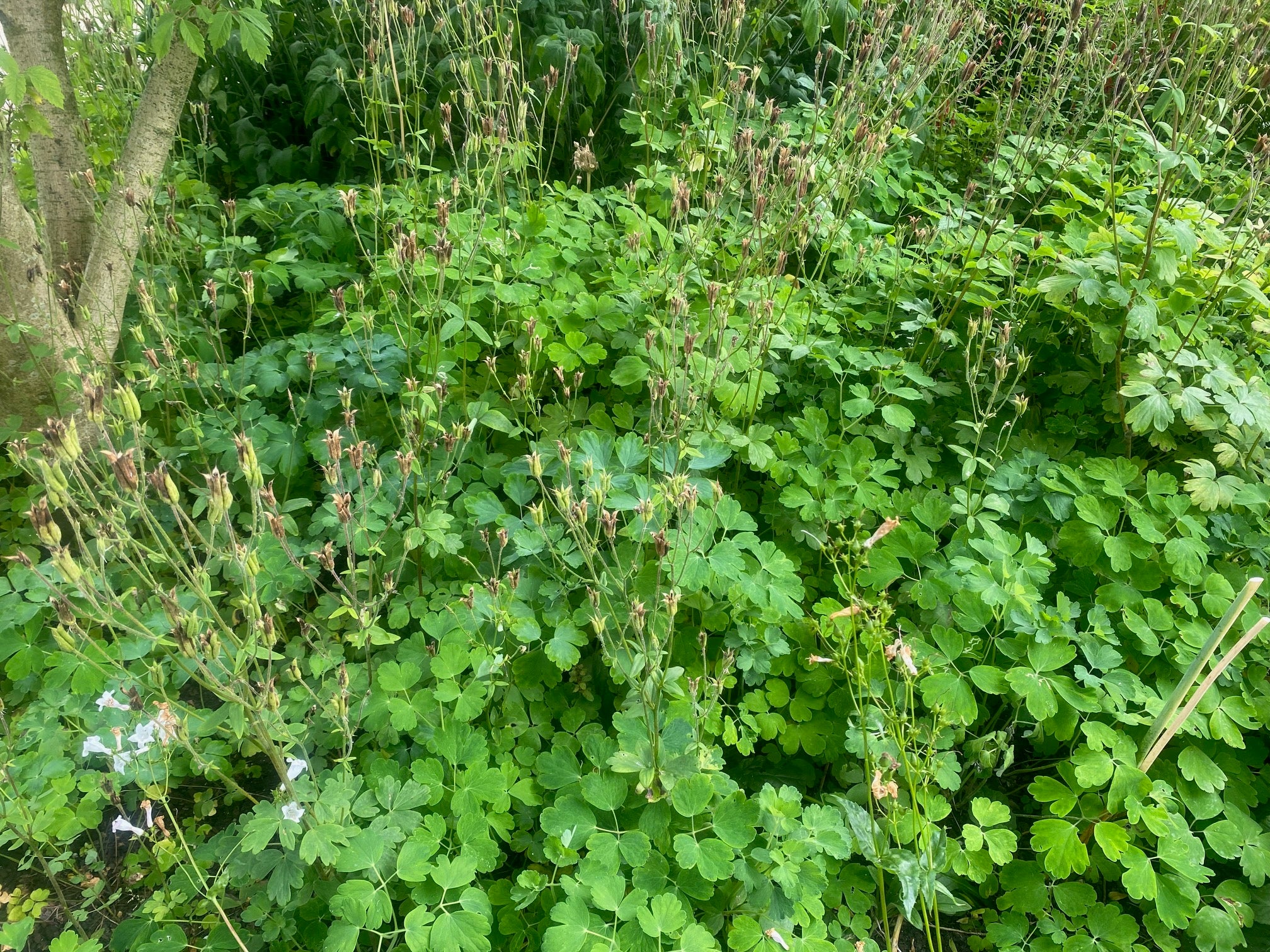 Akelei Samen „Wilder Wald“ – 40 Stück, Mehrjährige Blume In Blau