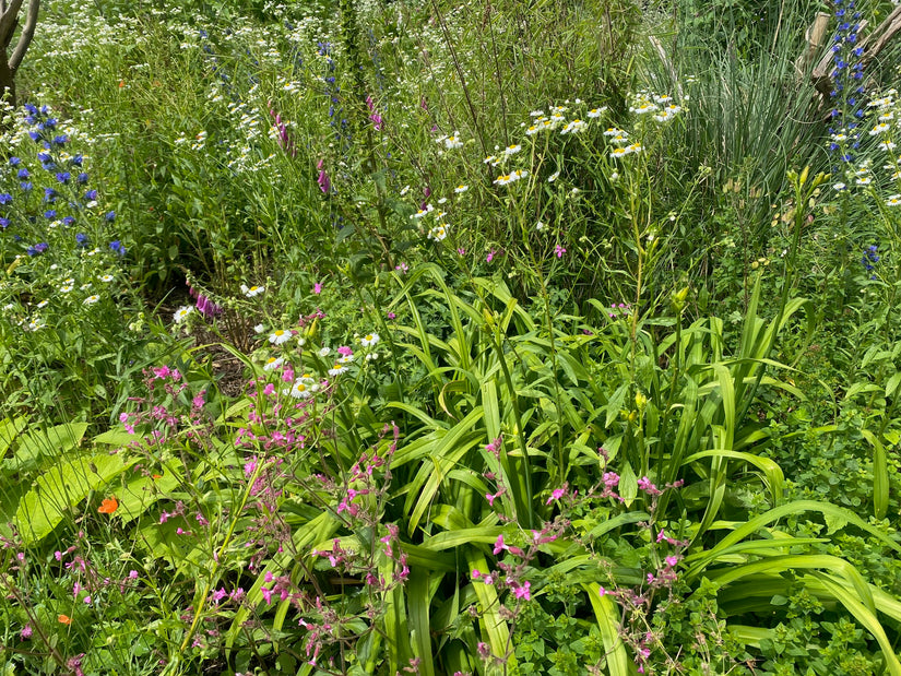 wilde border met magriet 'leucanthemum' (wit), daglelie 'hemerocallis' (groen met grote zwaarvormige blad), origanum en ossentong (blauw) planten