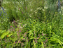 wilde border met magriet 'leucanthemum' (wit), daglelie 'hemerocallis' (groen met grote zwaarvormige blad), origanum en ossentong (blauw) planten