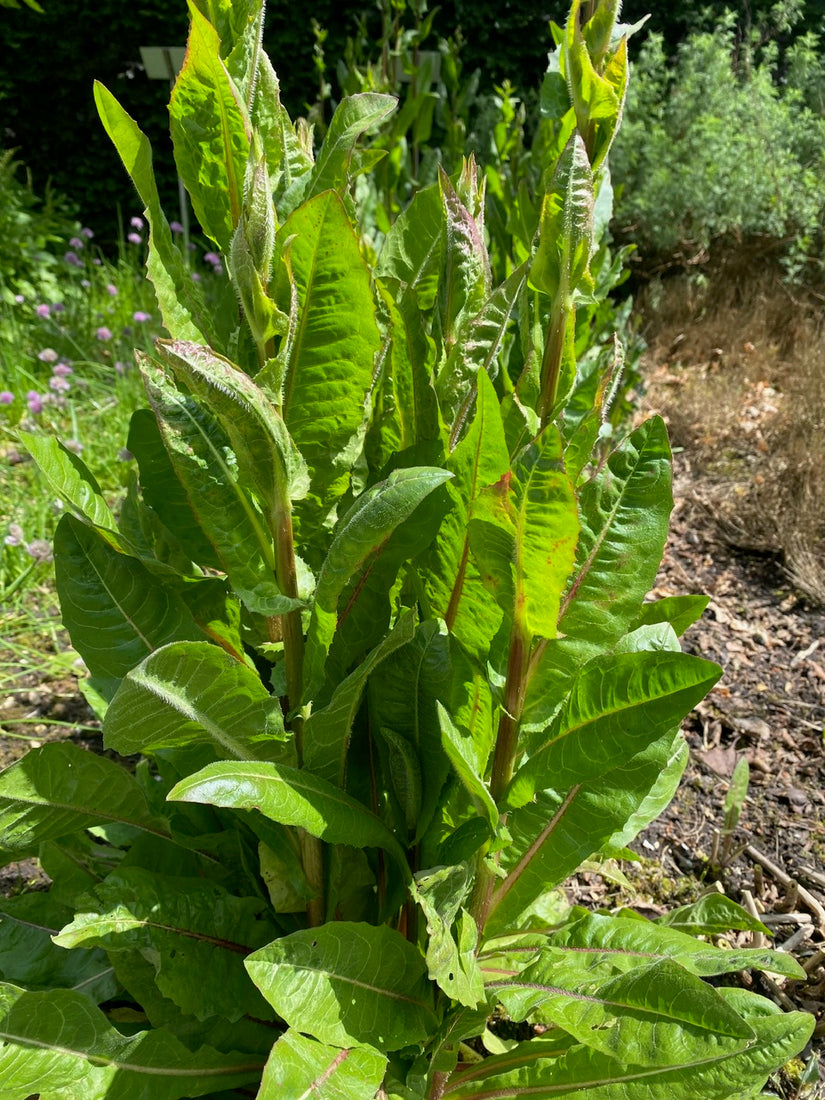 Wilder Chicorée - Cichorium intybus