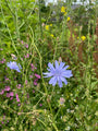 Wilder Chicorée - Cichorium intybus