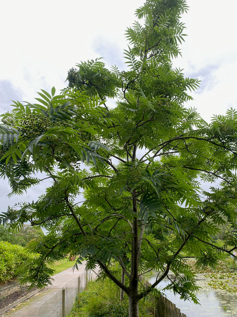 Wilde Eberesche - Sorbus aucuparia (Gewöhnliche Eberesche)