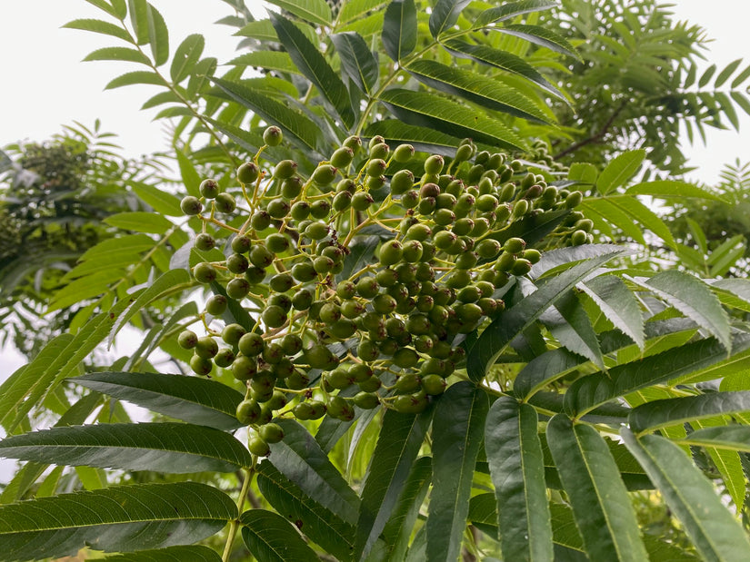 Wilde Eberesche - Sorbus aucuparia (Gewöhnliche Eberesche)