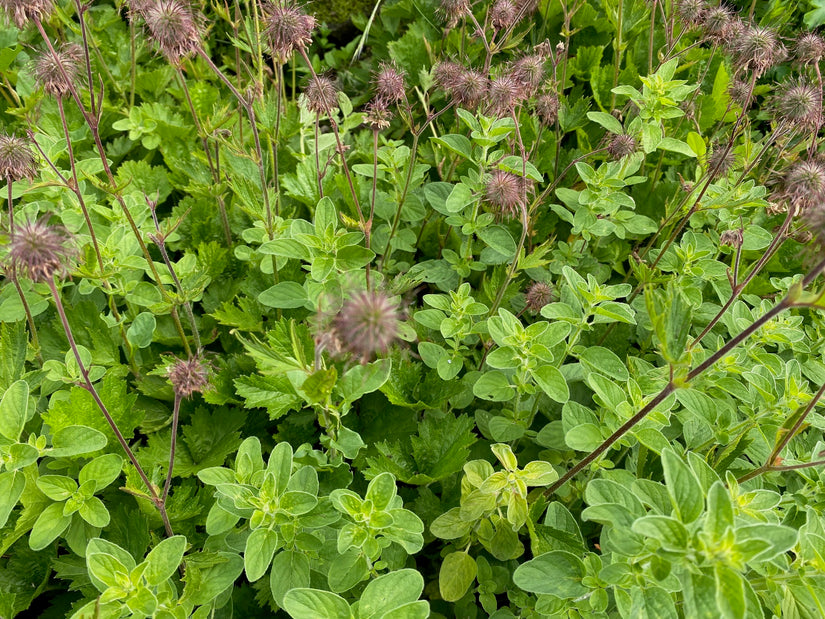 Wilder Majoran (Oregano) - Origanum vulgare