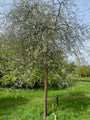 Weidenblättrige Zierbirne auf hohem Stamm - Pyrus Salicifolia 'Pendula'