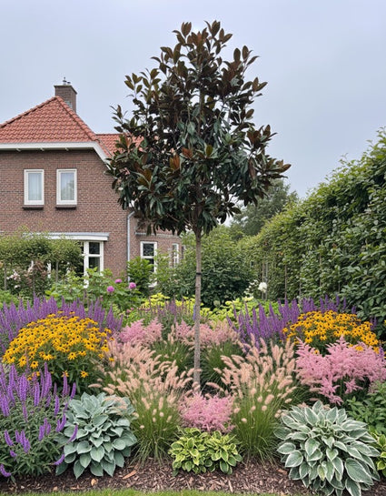 Immergrüne Magnolie auf Stamm - Magnolia Grandiflora