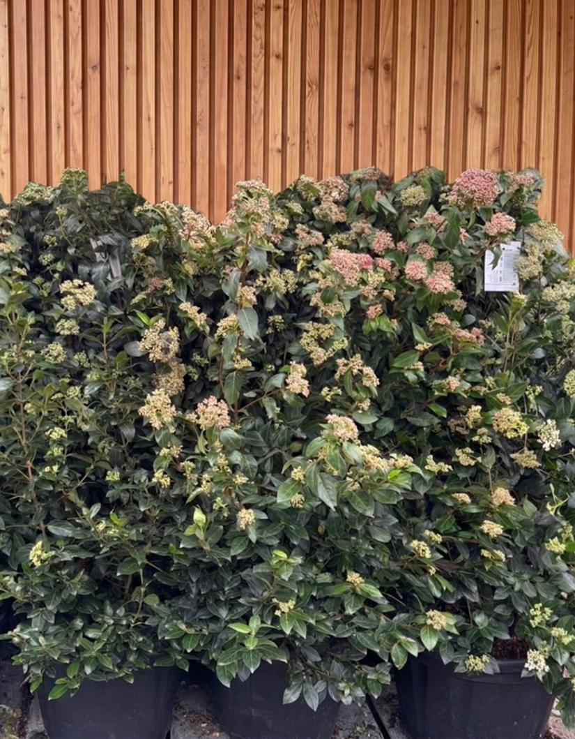 Immergrüner Schneeball - Viburnum 'Tinus'