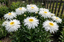 Margriet - Leucanthemum 'Wirral Supreme'