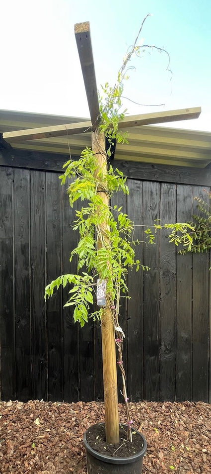 Wisteria Prolifc (Blauer Regen) Fertigdachbaum