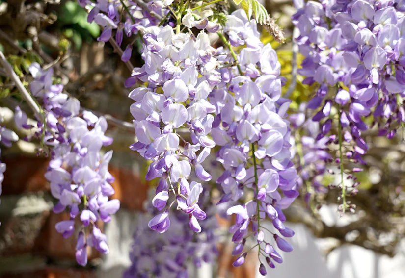 Blauregen in Baumform – Wisteria sinensis