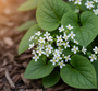 Kaukasisches Vergissmeinnicht (Weiß) - Brunnera Macrophylla 'Betty Bowring'