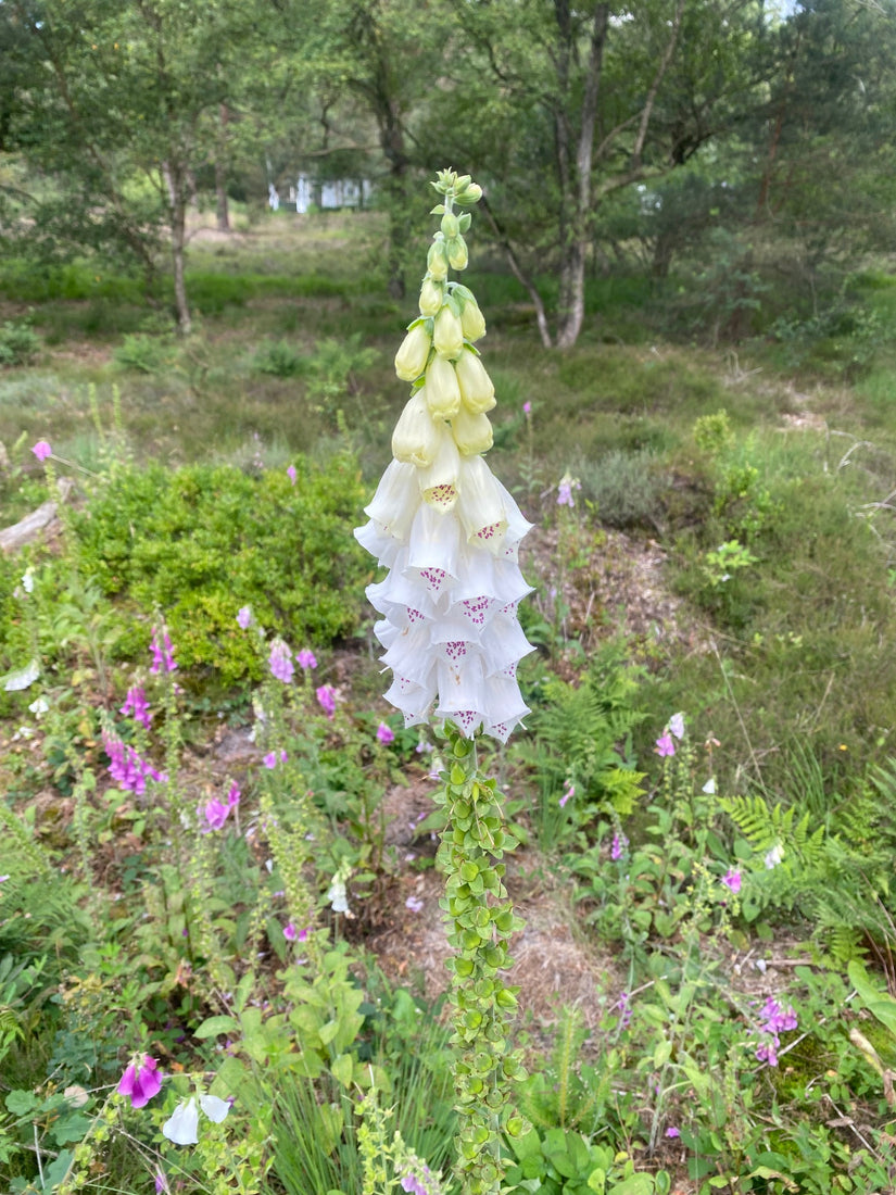 Bio-Fingerhut - Digitalis purpurea 'Alba'