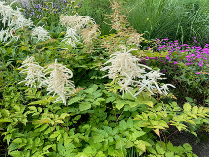 Plume Spirea - Astilbe 'Deutschland' TIPP