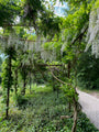 Weiße Glyzinie - Wisteria floribunda (sinensis) 'alba'