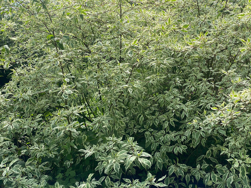 Bunter Hartriegel - Cornus Alternifolia