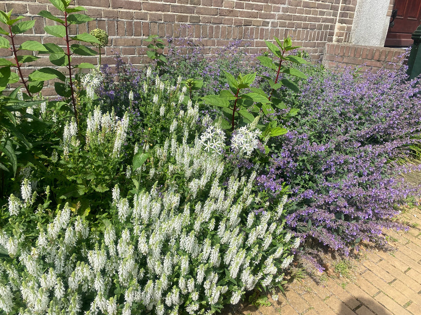 witte salie schneehugel met rechts kattenkruid nepeta