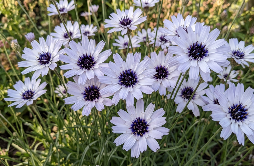 Weiße Rasselblume - Catananche caerulea 'Alba'