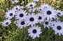 Weiße Rasselblume - Catananche caerulea 'Alba'