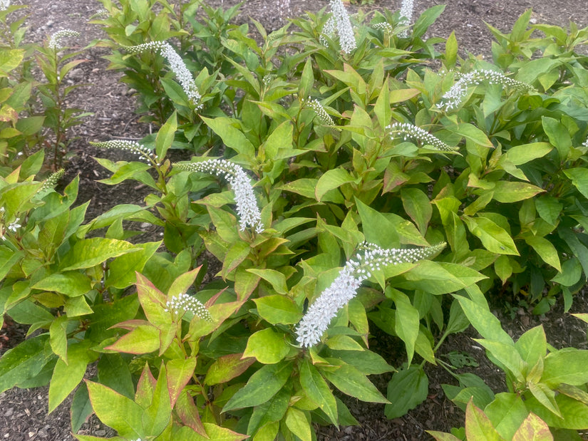 Karettschnabel - Lysimachia clethroides