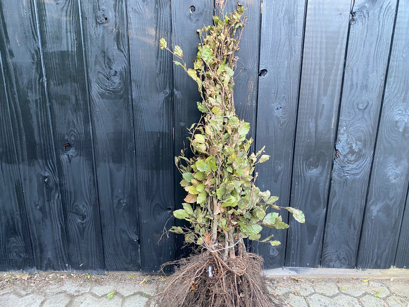 Grüne Buchenhecke - Fagus sylvatica (Immergrüne Buche)