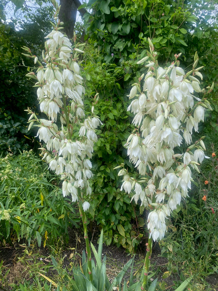 Palmlilie - Yucca gloriosa