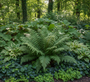 Weicher Nadelfarn - Polystichum setiferum 'Dahlem' (Wintergrüner Farn)