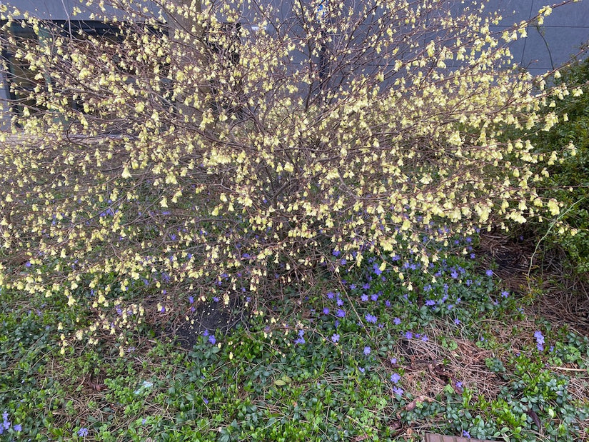 Haselnuss - Corylopsis Spicata Siebold &amp; Zucc.