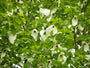 Vane Tree - Davidia involucrata - Säulenbaum