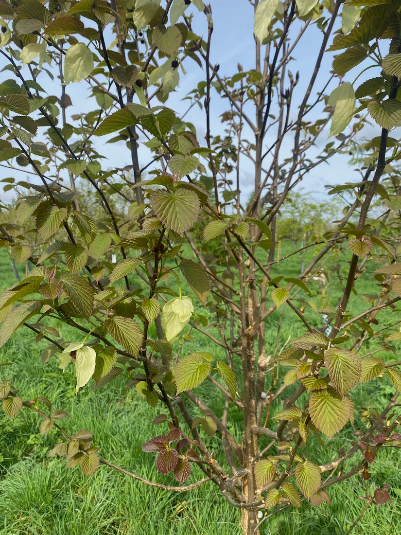 Vane Tree - Davidia involucrata - Säulenbaum