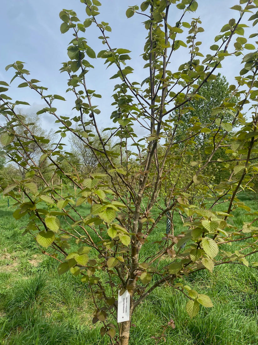 Vane Tree - Davidia involucrata - Säulenbaum