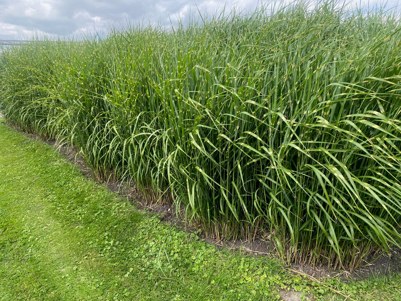 Prächtiges Schilfrohr - Miscanthus sinensis 'Zebrinus' (Zebragras)