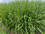 Prächtiges Schilfrohr - Miscanthus sinensis 'Zebrinus' (Zebragras)