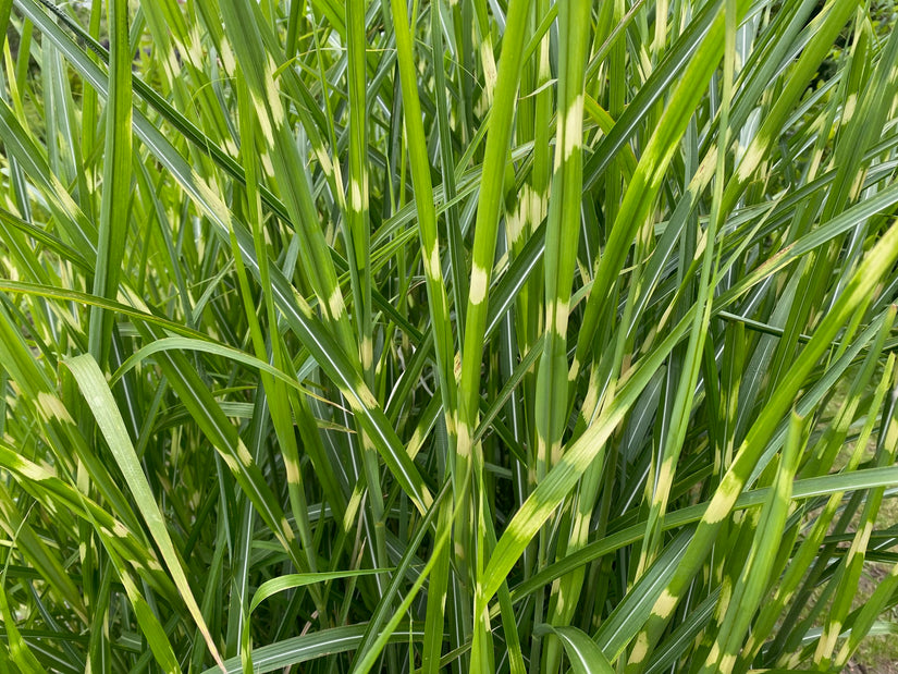 Prächtiges Schilfrohr - Miscanthus sinensis 'Strictus' (Zebragras)