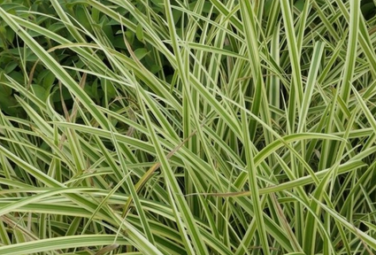 Segge - Carex foliosissima 'Cream Dance'