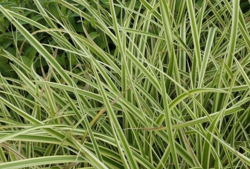 Segge - Carex foliosissima 'Cream Dance'